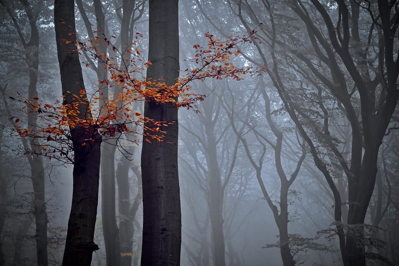 Forest Landscape