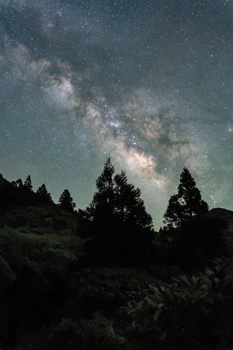 Starry Night Sky in the Forest